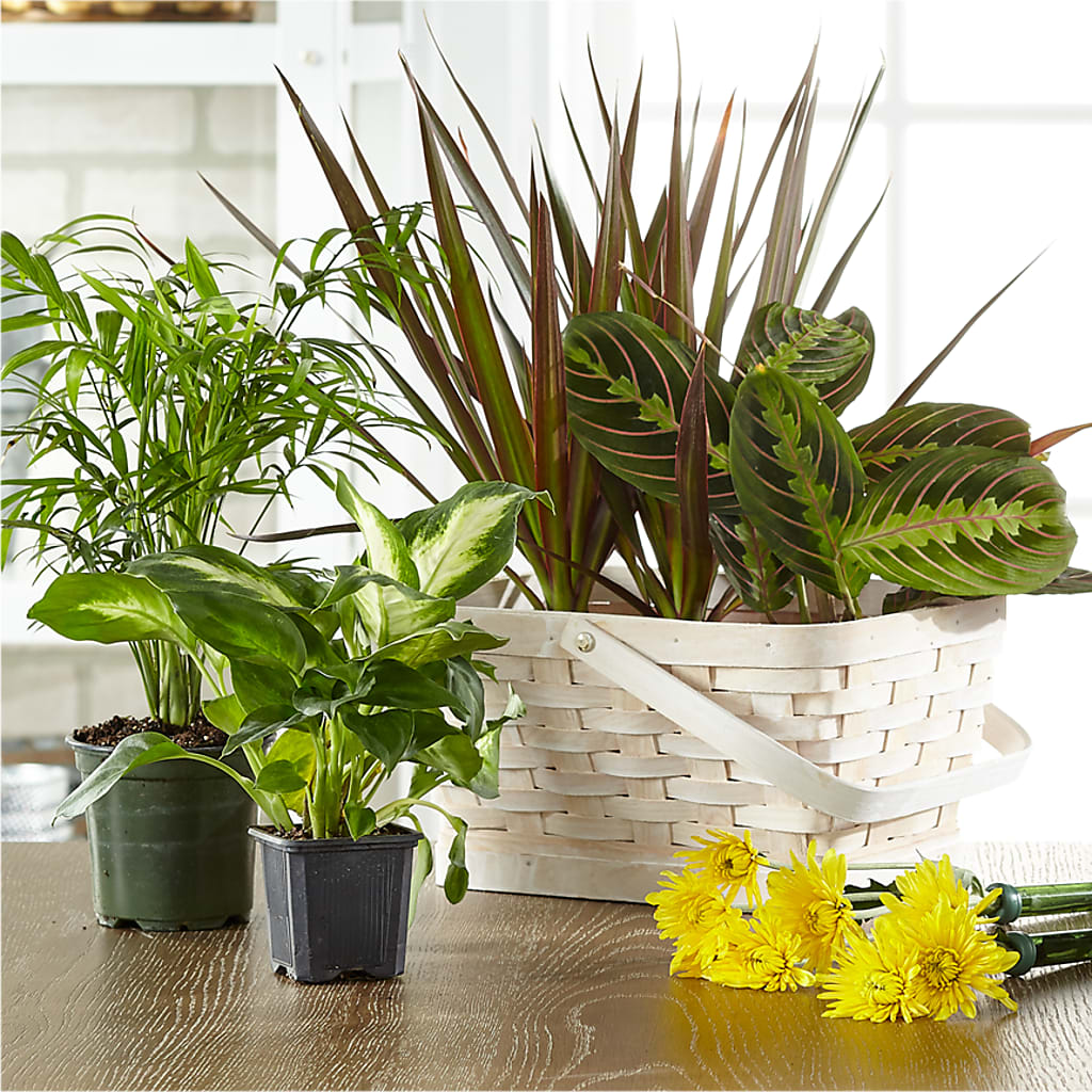 Florist Designed Blooming and Green Plants in a Basket – The Flower Chef Llc, Cartersville GA