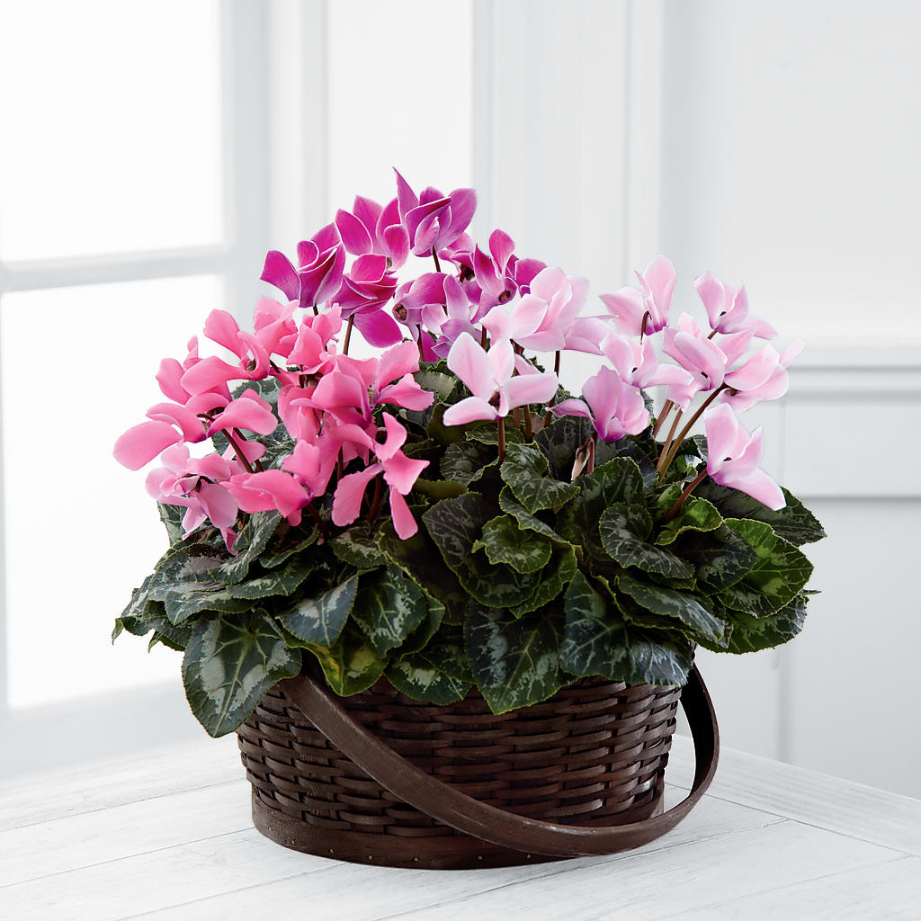 Mixed Cyclamen Planter – The Flower Chef Llc, Cartersville GA