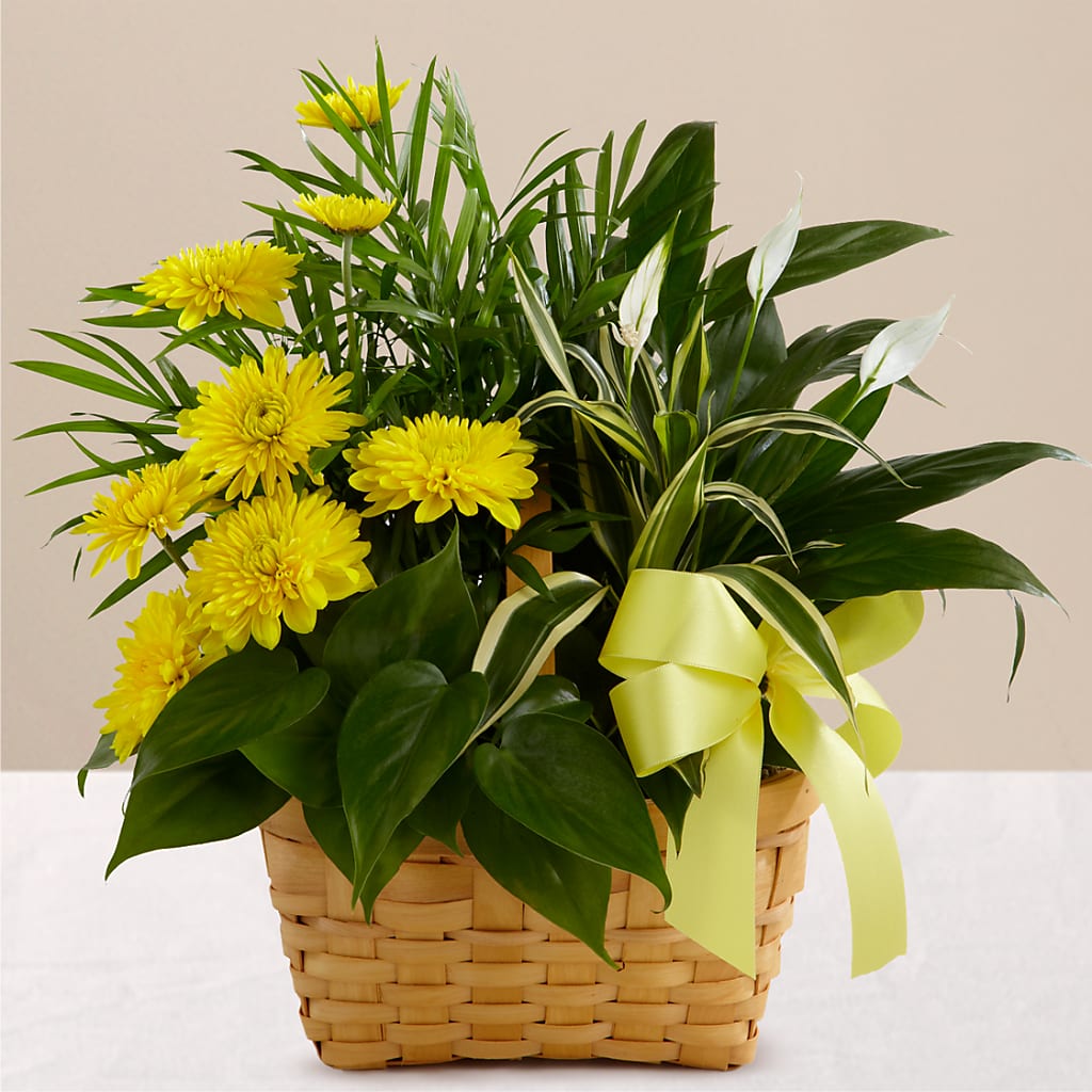 Loving Light Dishgarden – The Flower Chef Llc, Cartersville GA