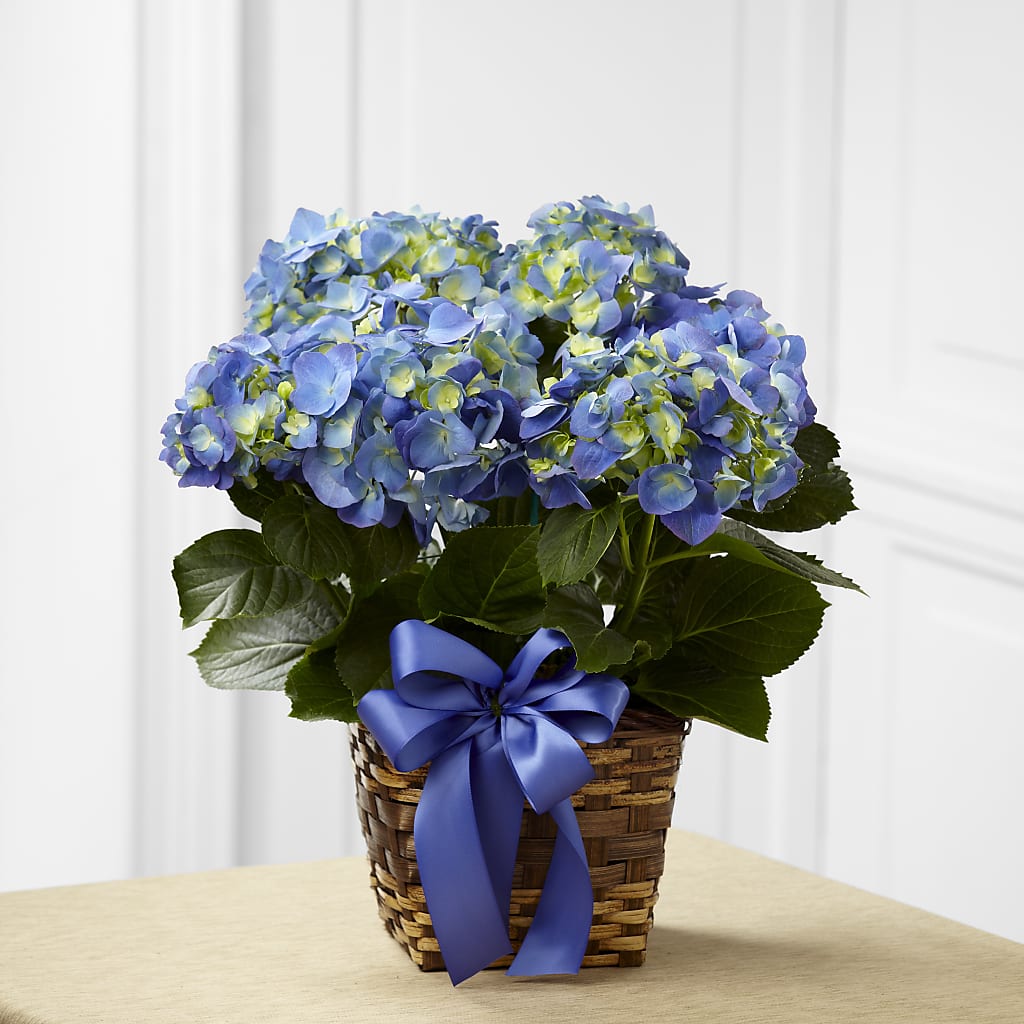 Blue Hydrangea Planter – The Flower Chef Llc, Cartersville GA