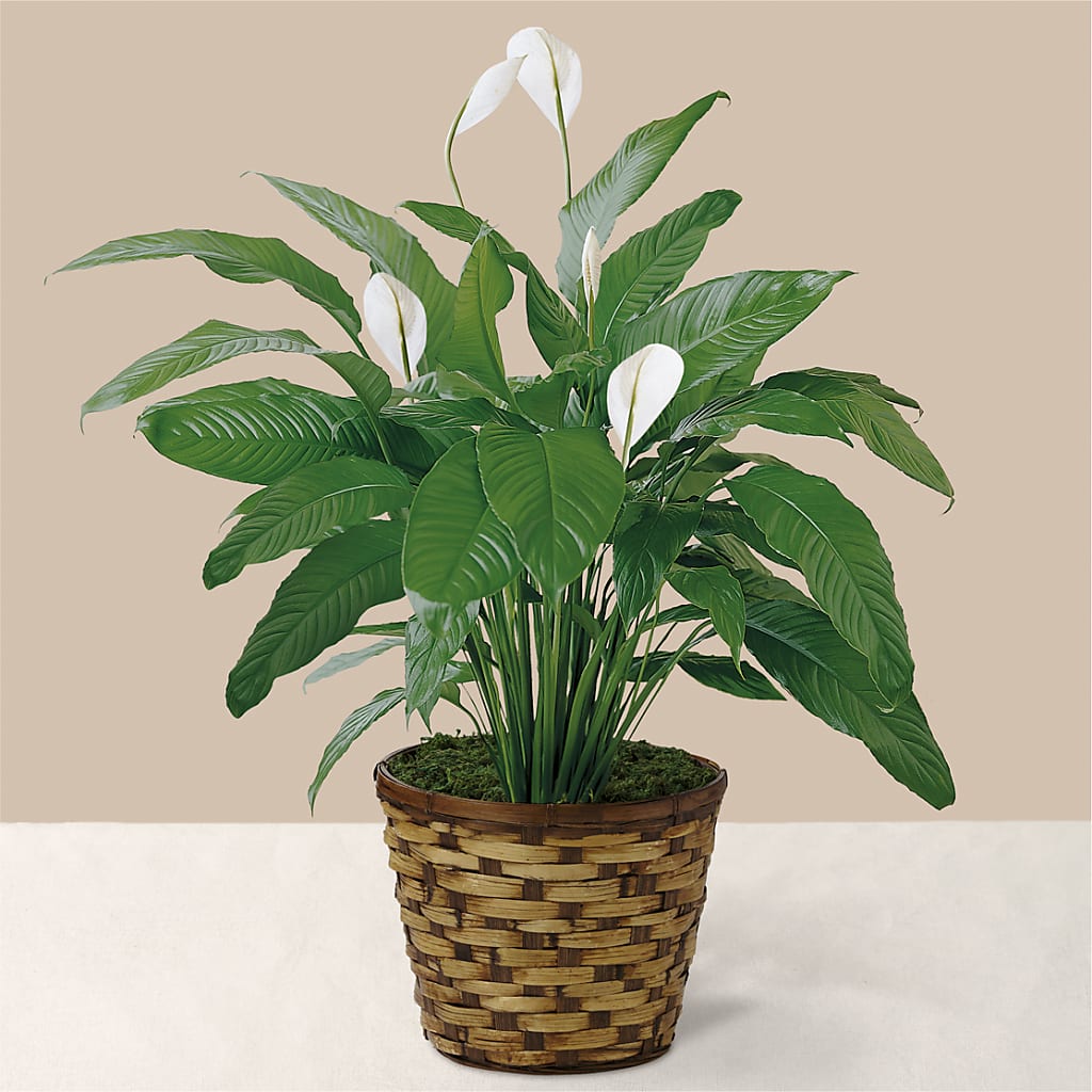 Tranquil Moments Peace Lily Plant – The Flower Chef Llc, Cartersville GA