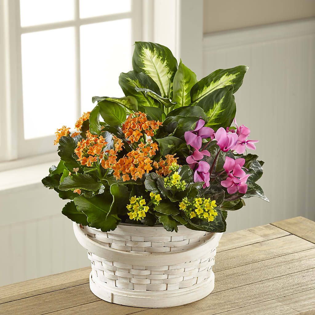 Color Crush Dishgarden – The Flower Chef Llc, Cartersville GA