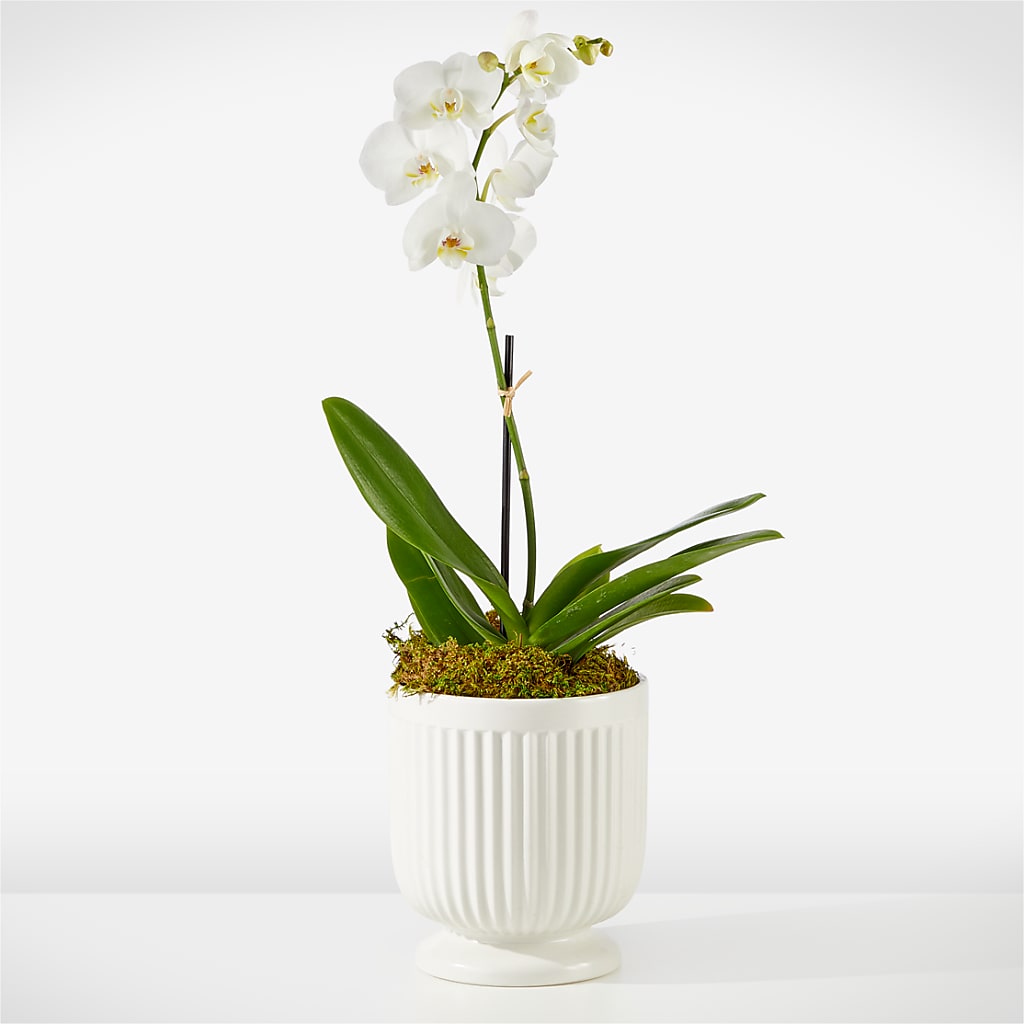 Whispering White Orchid – The Flower Chef Llc, Cartersville GA