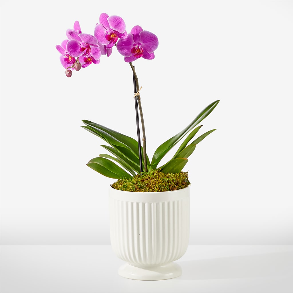Friendly Fuchsia Orchid – The Flower Chef Llc, Cartersville GA