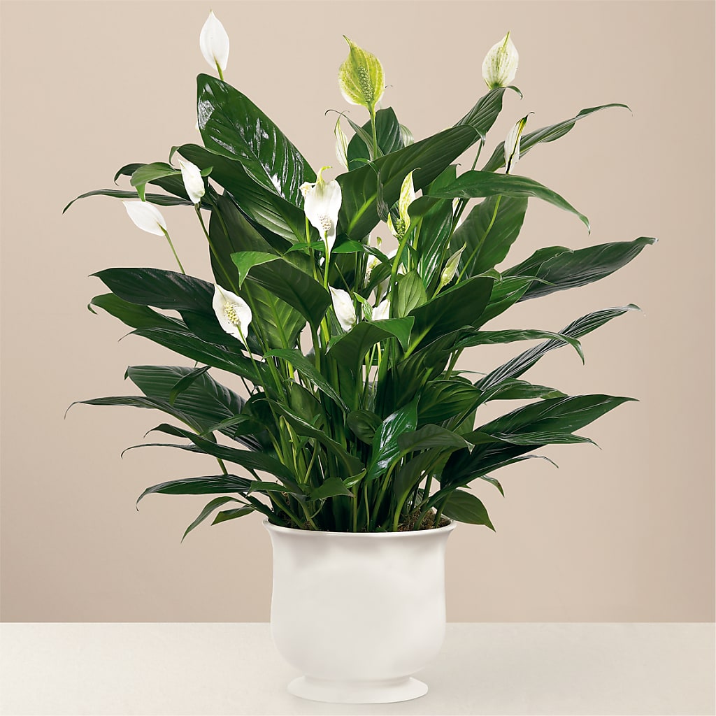 Comfort Planter – The Flower Chef Llc, Cartersville GA