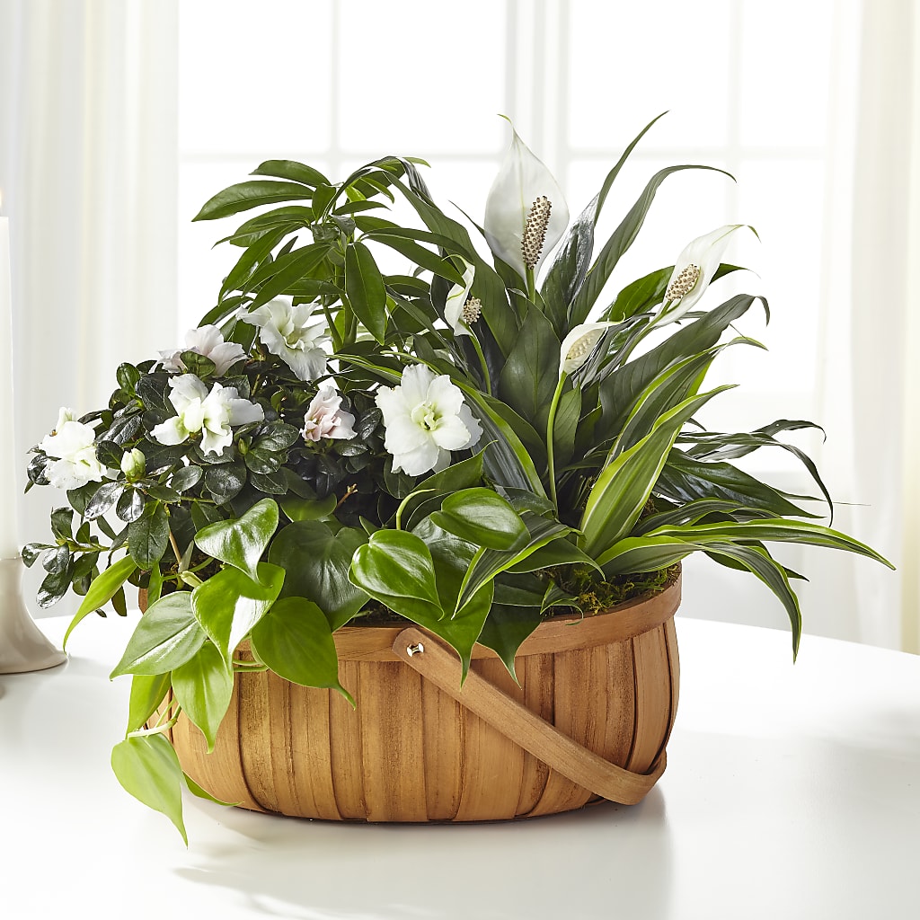 Serene Dishgarden – The Flower Chef Llc, Cartersville GA