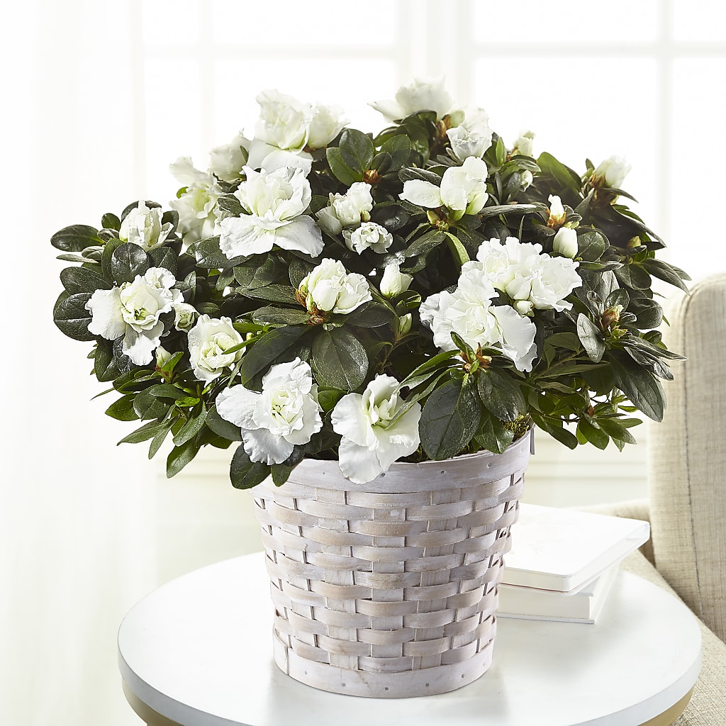 White Azalea Plant – The Flower Chef Llc, Cartersville GA