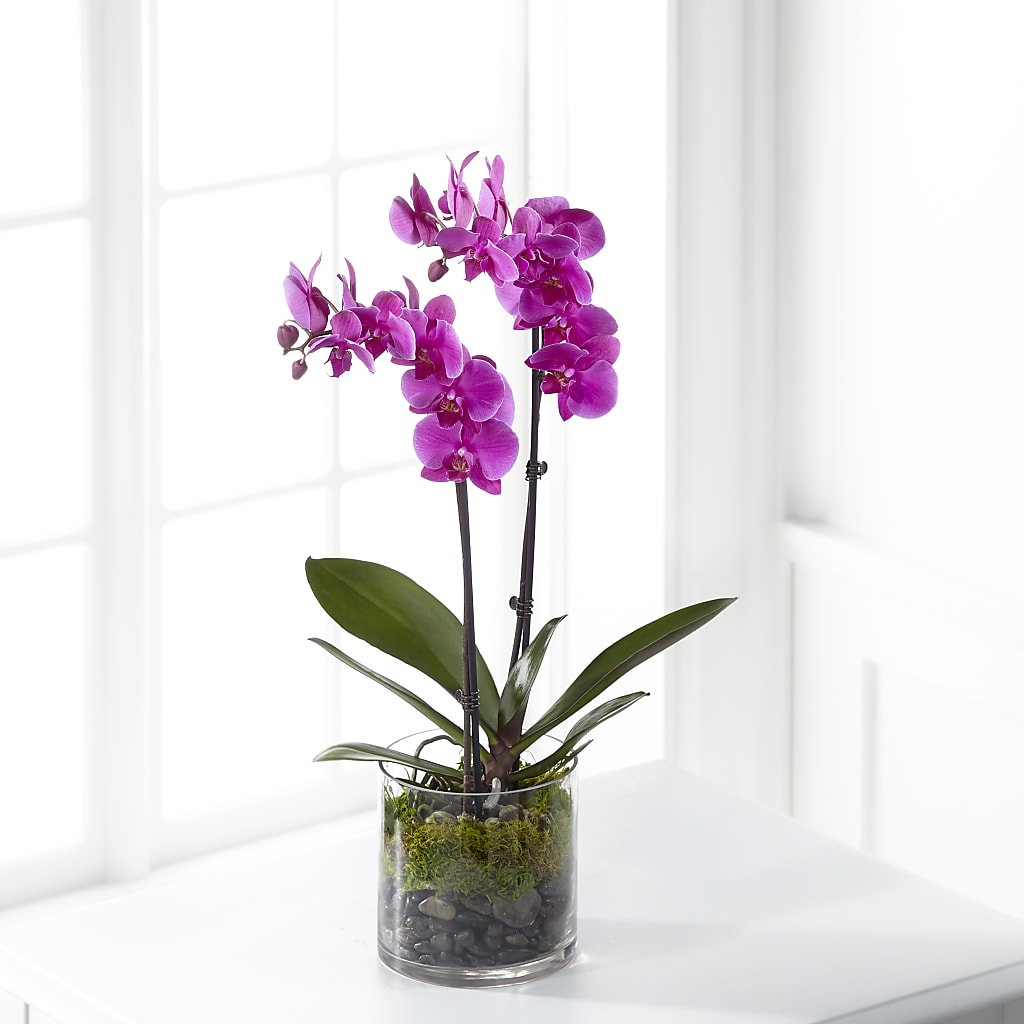 Pink Orchid Plant – The Flower Chef Llc, Cartersville GA