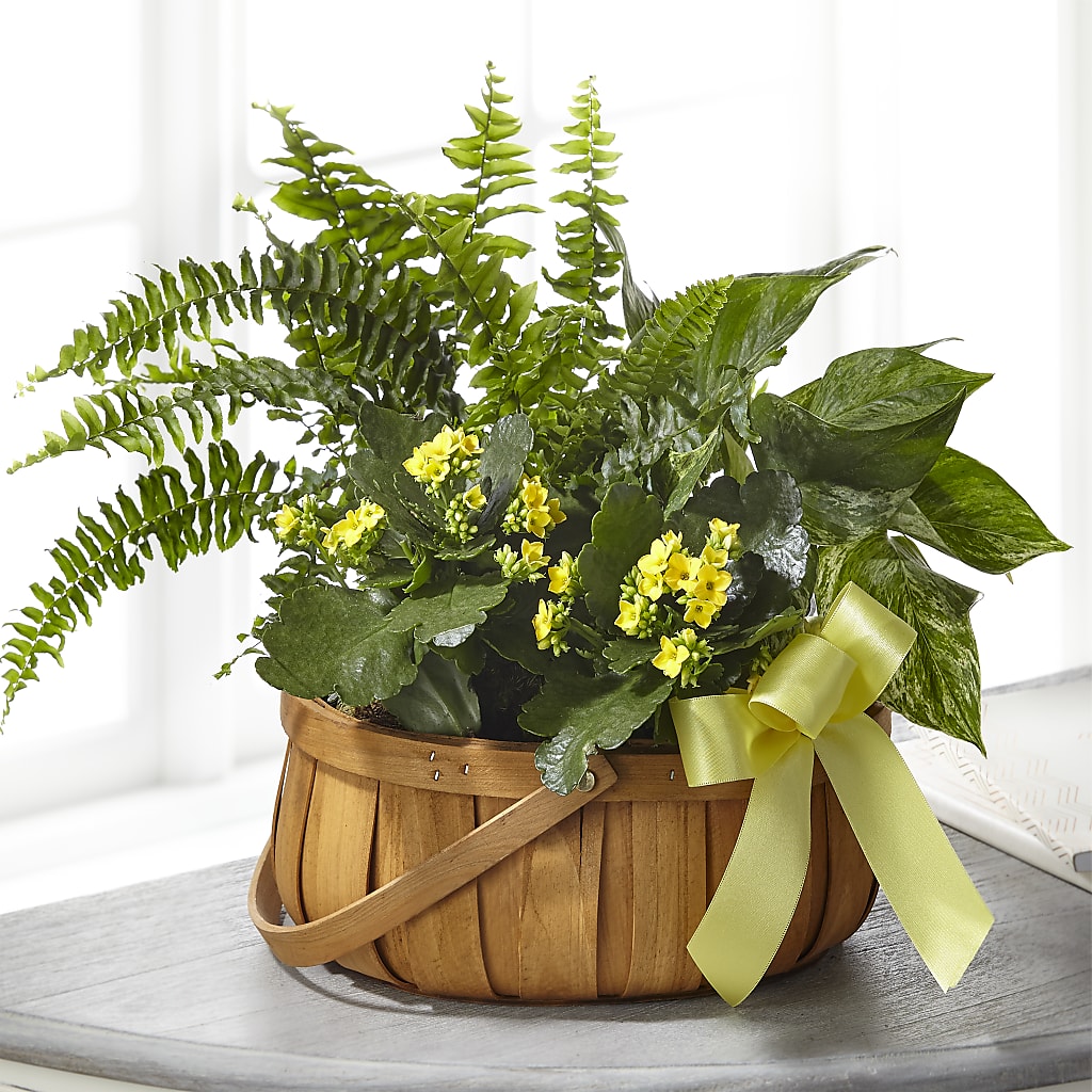 Always Dear Dishgarden – The Flower Chef Llc, Cartersville GA