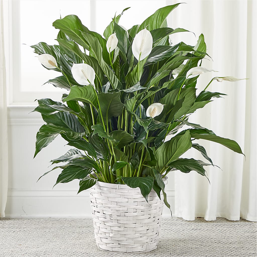 A New Leaf Peace Lily – The Flower Chef Llc, Cartersville GA