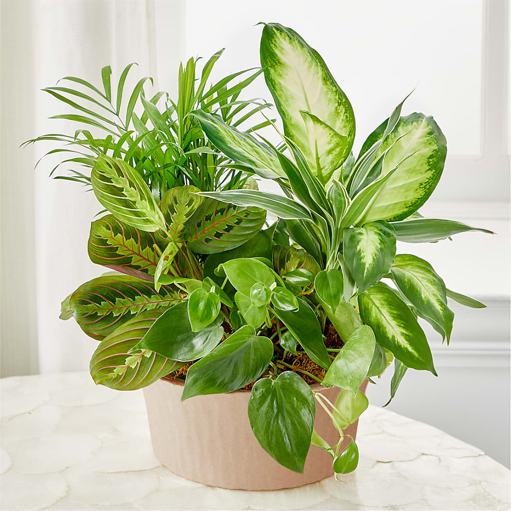 Balance & Harmony Dishgarden – The Flower Chef Llc, Cartersville GA