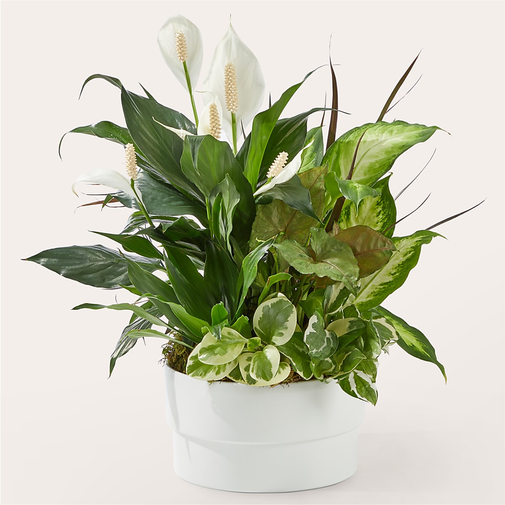 Radiating Positivity Dishgarden – The Flower Chef Llc, Cartersville GA