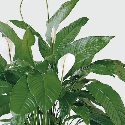 Tranquil Moments Peace Lily Plant –  The Flower Chef Llc, Cartersville GA
