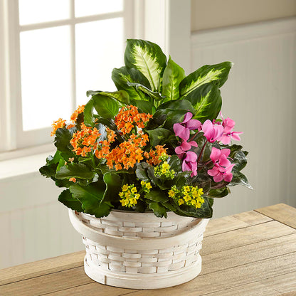 Color Crush Dishgarden –  The Flower Chef Llc, Cartersville GA