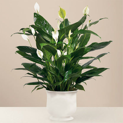 Comfort Planter –  The Flower Chef Llc, Cartersville GA
