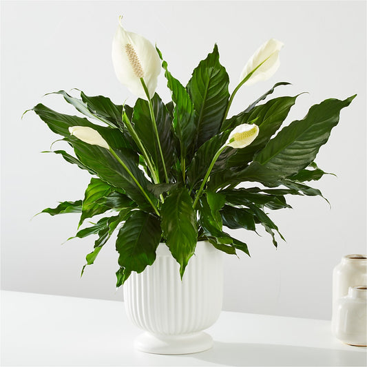 Comfort Planter –  The Flower Chef Llc, Cartersville GA