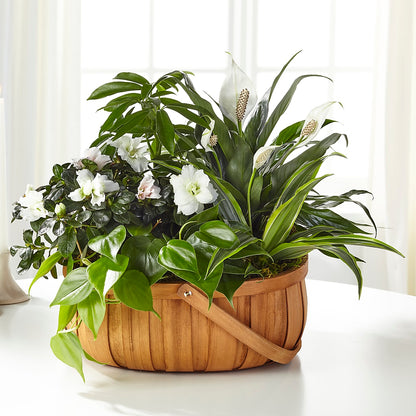 Serene Dishgarden –  The Flower Chef Llc, Cartersville GA