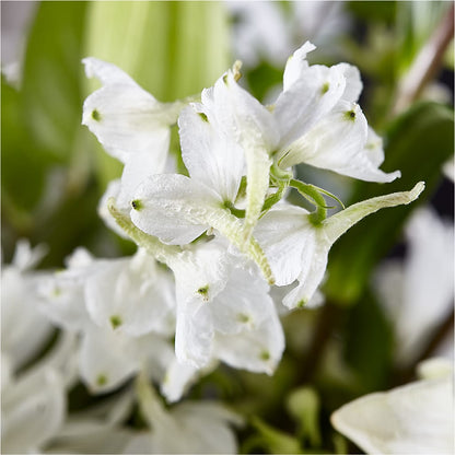 Classic Ivory – A Florist Original –  The Flower Chef Llc, Cartersville GA